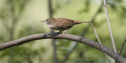 7th May 2023 - house wren