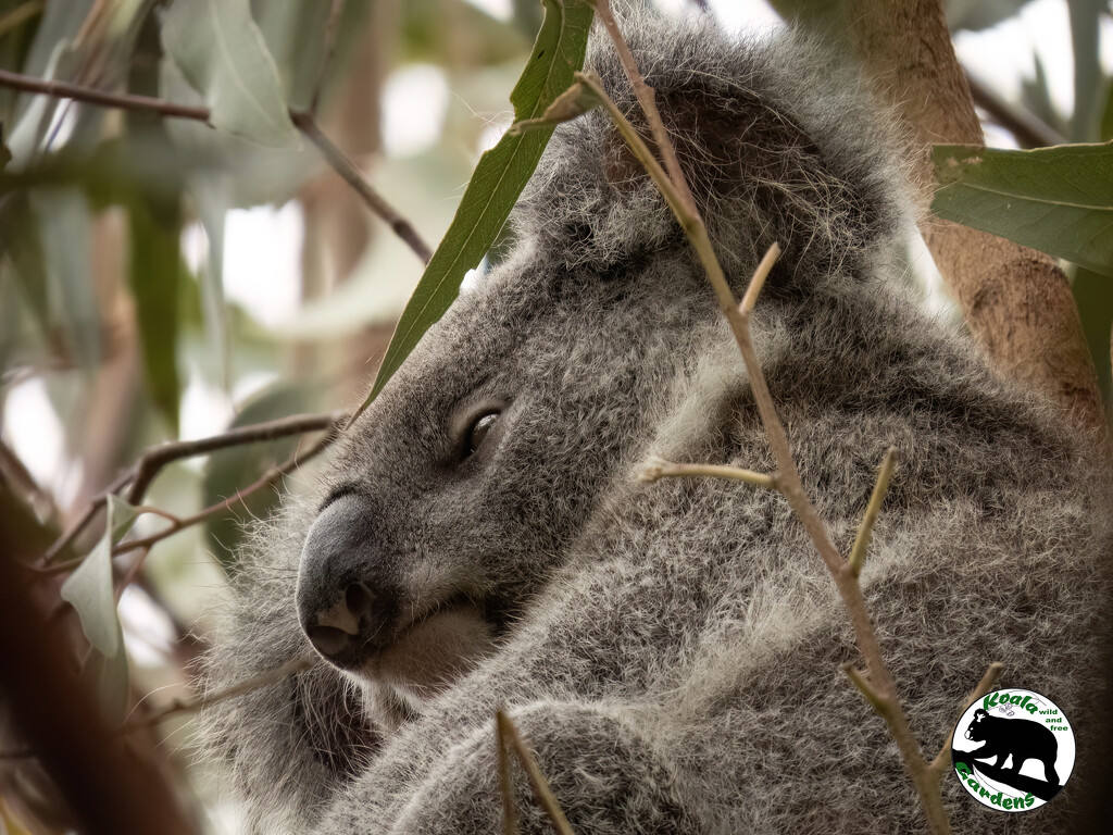 sweet Sunday relaxing by koalagardens