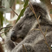 sweet Sunday relaxing by koalagardens
