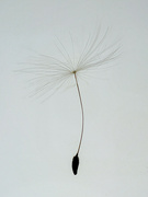 7th May 2023 - The secret world of a Dandelion seed