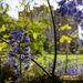 Doddington Hall Bluebells by phil_sandford