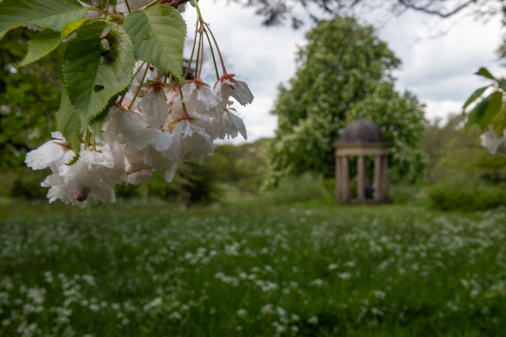 Blossom and the Temple by phil_sandford