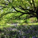 More bluebells  by boxplayer