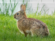 7th May 2023 - Backyard bunnies