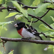 7th May 2023 - Red-breasted Grosbeak
