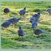 A flock of Quail     Day 8 by Dawn