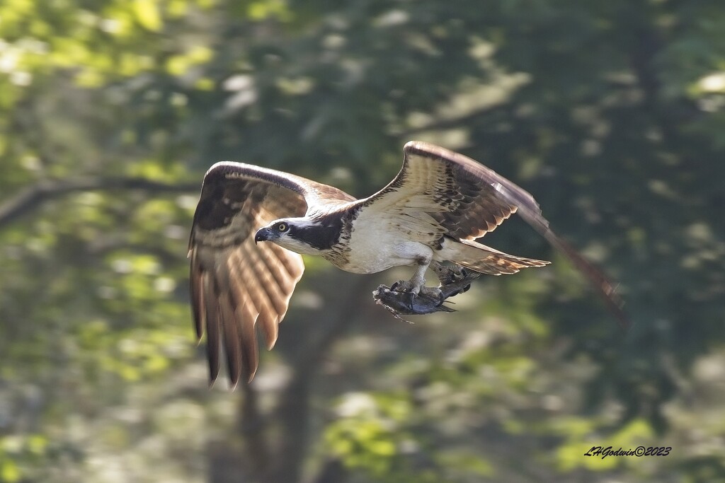 LHG_1424 Osprey in flight  by rontu