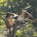 LHG_1424 Osprey in flight  by rontu