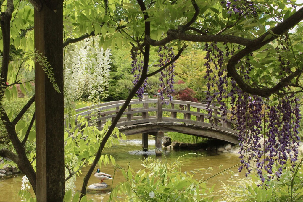 Hakone Gardens, Saratoga, California by sakkasie