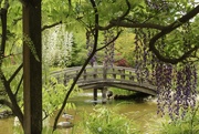 7th May 2023 - Hakone Gardens, Saratoga, California