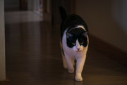 1st Feb 2023 - Sylvester On the Move
