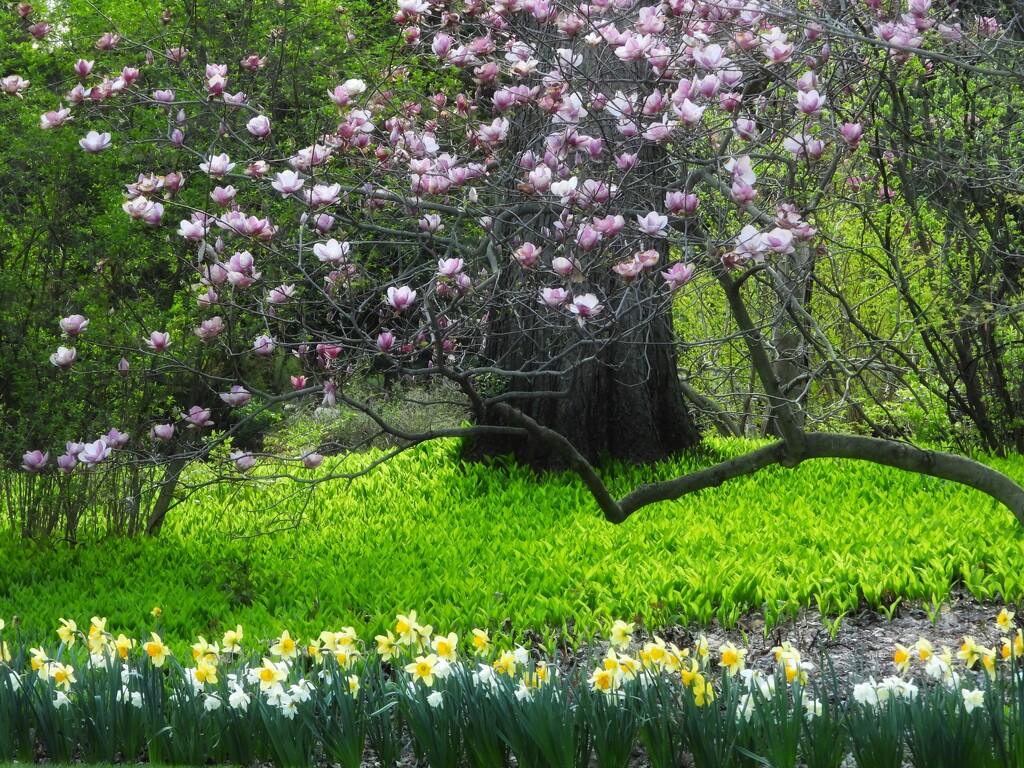 magnolia & daffodils by amyk
