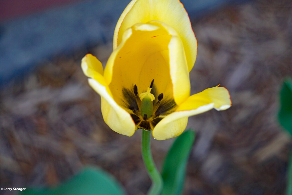 Yellow tulip by larrysphotos