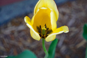 7th May 2023 - Yellow tulip