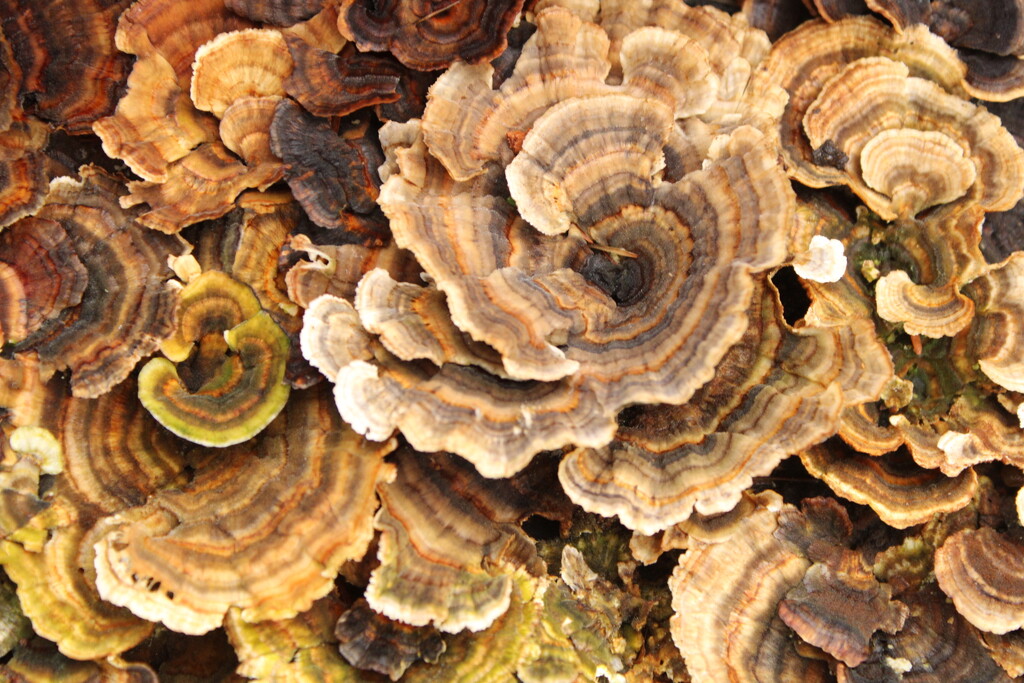 Turkey tail found on an old stump by mltrotter