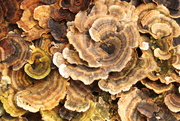 7th May 2023 - Turkey tail found on an old stump