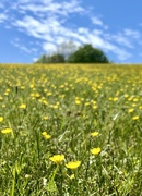 5th May 2023 - Buttercups 