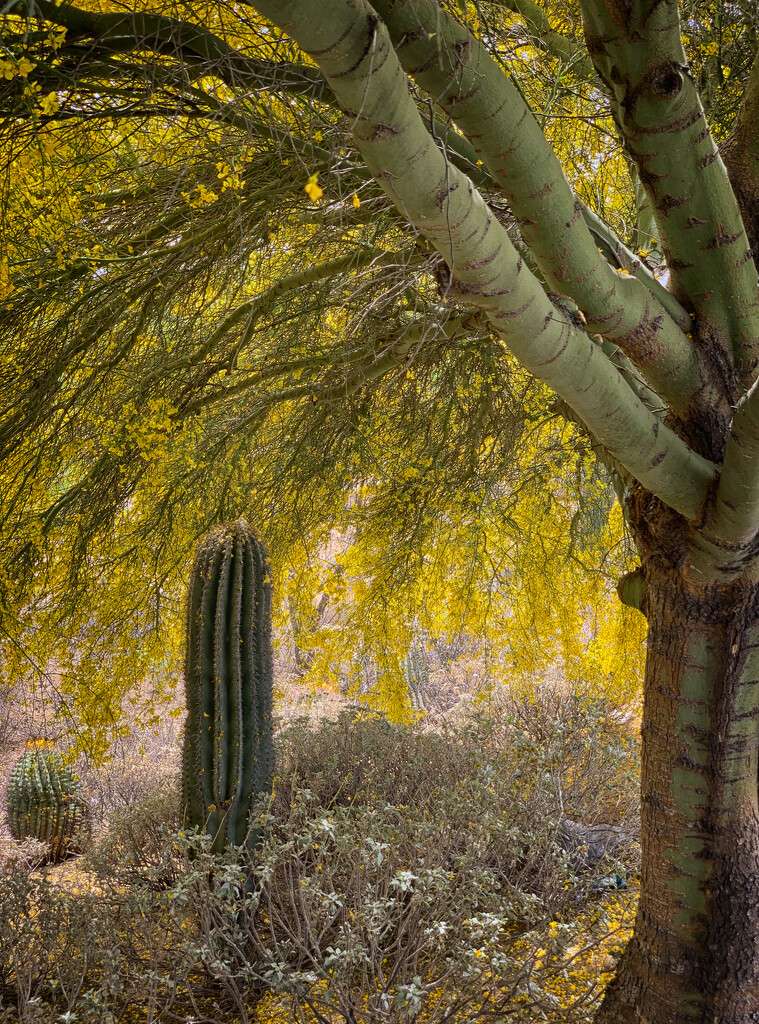 Saguaro and its "Nurse Tree" by 365projectorgbilllaing