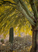 7th May 2023 - Saguaro and its "Nurse Tree"