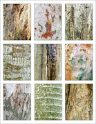 8th May 2023 - Tree Bark Collage