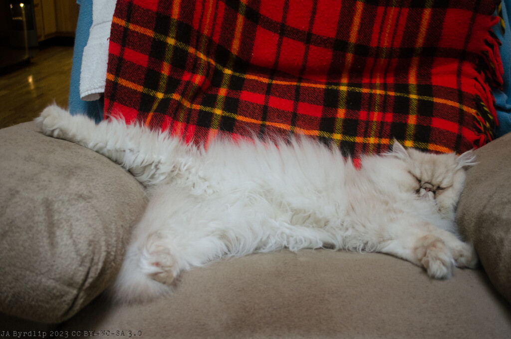 Cat Nap by byrdlip