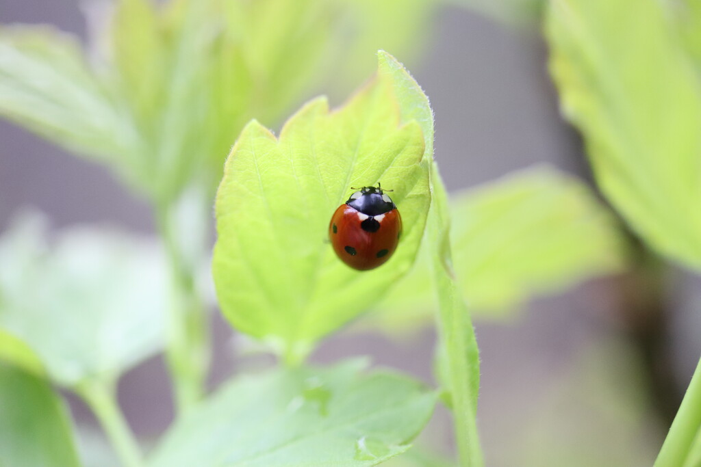 Lovely Little Ladybird  by princessicajessica