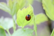 7th May 2023 - Lovely Little Ladybird 