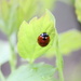 Lovely Little Ladybird  by princessicajessica