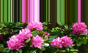 8th May 2023 - Rhododendrons - half&half