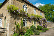 8th May 2023 - Wisteria
