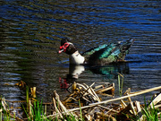7th May 2023 - Muscovy Duck