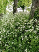 8th May 2023 - Cow Parsley Time