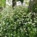 Cow Parsley Time by foxes37