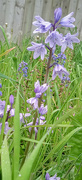 8th May 2023 - Bluebells 