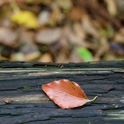 3rd May 2023 - Fallen Leaf P4305382