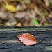Fallen Leaf P4305382 by merrelyn