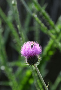 8th May 2023 - #92 - Cotton thistle and a bee