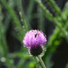 #92 - Cotton thistle and a bee by chronic_disaster