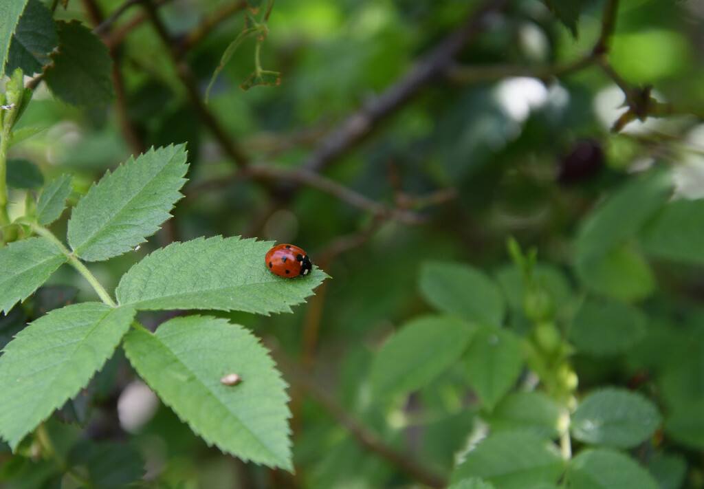 #91 - Ladybug by chronic_disaster