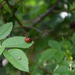 #91 - Ladybug by chronic_disaster