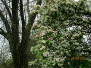 8th May 2023 - Silver Maple tree and Apple Blossom tree.