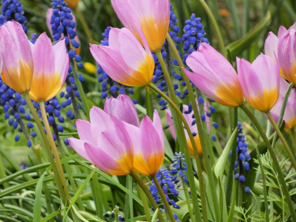 Tulips springtime by seattlite