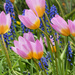 Tulips springtime by seattlite