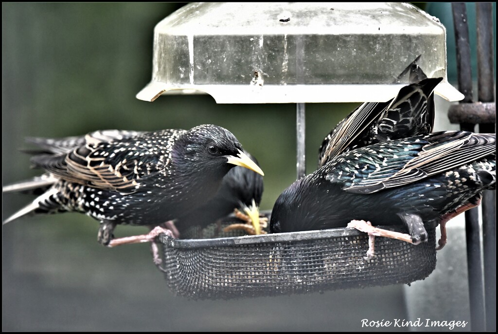A squabble at the feeder by rosiekind
