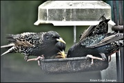 8th May 2023 - A squabble at the feeder