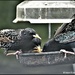 A squabble at the feeder by rosiekind