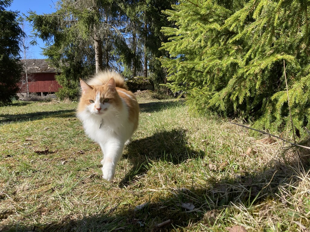 Ginger on a stroll by katriak