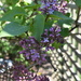 dappled lilacs by lisab514