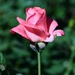 long-stemmed rose by blueberry1222