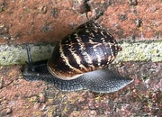 5th May 2023 - Another snail